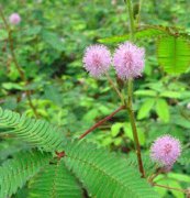 含羞草、花卉種子、花種、盆花